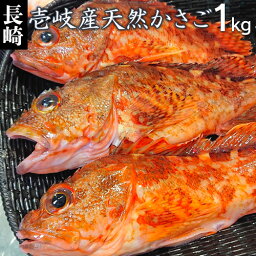 カサゴ アラカブ さしみ 天然 煮付け 長崎県 玄界灘 壱岐産 天然 かさご 1kg(2-5尾) 鮮魚 白身魚 カサゴ がしら ガシラ ぼっか ボッカ ボッコウ ほご ががら あらかぶ アラカブ ガブ 刺身 寿司 塩焼き 唐揚げ 味噌汁 送料込（北海道・沖縄は別途送料） 【H】