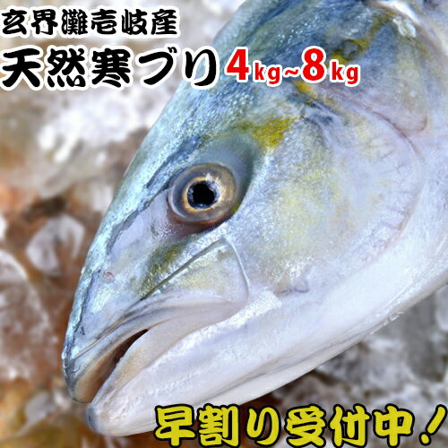 【H】年末予約受付中 壱岐産 天然 寒ぶり 4kg～8kg （12月20日以降発送）九州 長崎 壱岐 島 産 寒鰤 魚 一尾 一匹 下処理代無料 三枚おろし 宴会 パーティー 忘年会 年末年始に 記念日 刺身 焼物 鍋 煮つけ ぶり大根 ブリしゃぶ 4～8キロ 送料込（北海道・沖縄は別途送料）