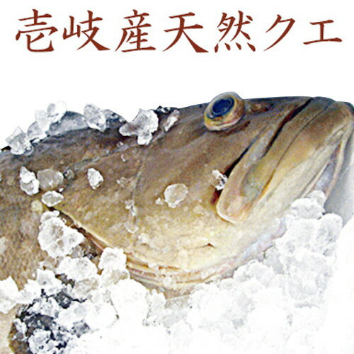 クエ さしみ 春クエ 壱岐 天然 玄界灘 夏クエ クエ鍋 雑炊 旬の天然くえ 2kg～5kg 鮮魚 モロコ 一本釣..