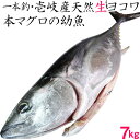 【H】壱岐産1本釣り天然ヨコワ【7キロ】鮮魚 メジマグロ 本マグロ クロマグロ ホンヨコ 本メジ まぐろ 鮪 マグロ 生 まるごと 丸物 丸もの 丸魚 三枚おろし 送料込