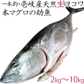 マグロ 鮪 ヨコワ メジマグロ 天然 壱岐 1本釣り 2キロ～10キロ 鮮魚 メジマグロ 本マグロ クロマグロ ホンヨコ 本メジ まぐろ 鮪 マグロ 生 まるごと 丸物 丸もの 丸魚 三枚おろし 長崎 