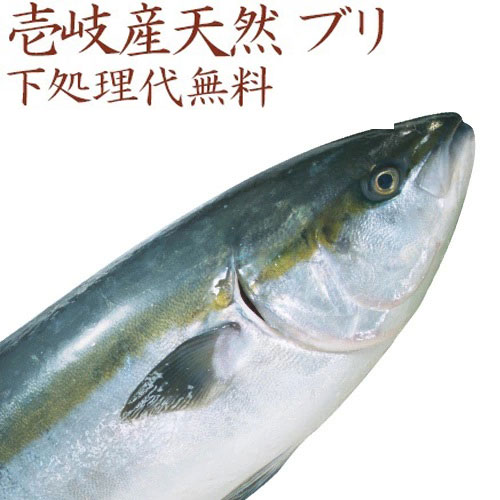 ブリ さしみ 天然 寒ブリ 壱岐産天然ブリ(ワラサ)　4kg～8kg 九州 玄界灘 天然 鰤 丸物 丸魚 下処理代無料 三枚おろし パーティー 誕生日 記念日 刺身 焼物 鍋 煮つけ 鰤しゃぶ 【年末年始お届け不可】水揚げ次第発送 【H】