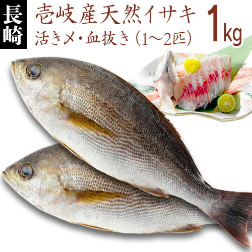 【H】壱岐産1本釣り 天然いさき 1kg(1-2匹) 長崎 まるごと 丸物 丸もの 丸魚 下処理 無料 三枚おろし 3枚おろし イサキ 伊佐木 伊佐幾 島 産地直送 天然 玄界灘 いさき イッサギ ウズ 鮮魚 魚 刺身 寿司 煮物 煮つけ 塩焼