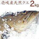 【H】長崎県壱岐産 旬の天然くえ 2キロ 鮮魚 アラ クエ モロコ 九絵 垢穢 一本釣り 本くえ まるごと 丸もの 丸魚 下処理代 無料 三枚 おろし 3枚 宴会 パーティー 忘年会 新年会 2kg 水揚げ次第発送