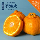 不知火 2.5kg 7〜8玉 長崎県産 岩本果樹園 柑橘 伊木力 岩本 しらぬい シラヌイ 期間限定 長崎 長崎産 農家 果物 フルーツ 家庭用 自宅用 贈答用...