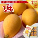 【母の日】長崎県産 びわ 1kg 250g 4パック 1箱 箱 びわ ビワ オリジナル 旬 期間限定 長崎 長崎産 農家 果物 フルーツ 自宅用 家庭用 贈答用...