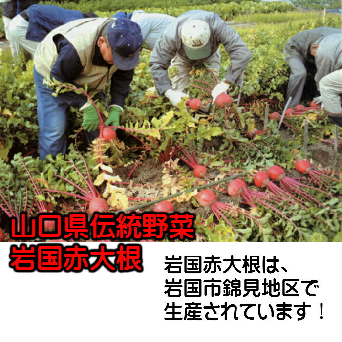 ������纬(�纬�ſ���) 180g ̵ź�� ��ʪ ������������ڤ� �Ĥ���� ������� ���ޤ��