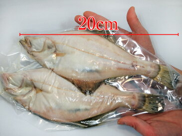 食べ応えたっぷり 特大★肉厚 エテかれい 一夜干し2尾セット津田孫兵衛【RCP】