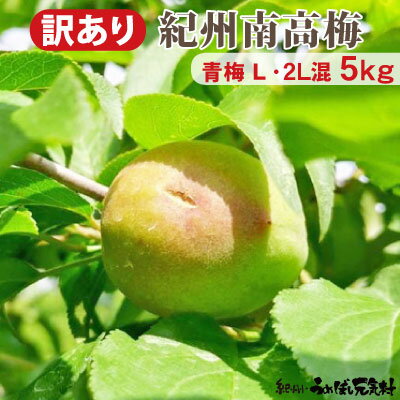 予約販売 【 訳あり キズあり 青梅 】 5kg 送料無料 紀州みなべ産 生梅 キズあり青梅 梅酒・梅ジュース用 梅の実の大きさ L・2L 混 紀州 南高梅 和歌山 南高 青梅 産地直送