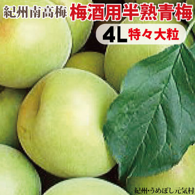 梅酒用 半熟青梅 4L 数量限定 紀州 みなべ 産 紀州 南高梅 梅酒用 半熟青梅 生梅 和歌山 みなべ 南高 青梅 産直 産地直送 お取り寄せ　送料無料