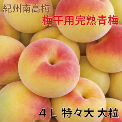 Rakuten - 【紀州みなべ自家梅園産】 梅干用 完熟青梅 梅の実のサイズ 特々大 4L 紀州南高梅 生梅 【数量限定】送料無料 和歌山 みなべ 南高 青梅 産直 産地直送
