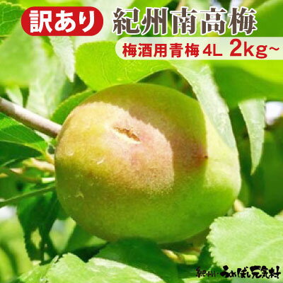 Rakuten - 【 訳あり キズあり 青梅 】梅酒・梅ジュース用 梅の実の大きさ 特々大 4L送料無料 紀州みなべ産 生梅 紀州 南高梅 和歌山 南高 青梅 産地直送