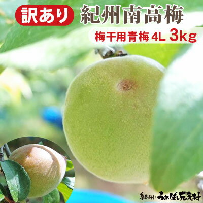 予約販売 【 訳あり キズあり 青梅 】 3kg 送料無料 紀州みなべ産 生梅 キズあり青梅 梅干用