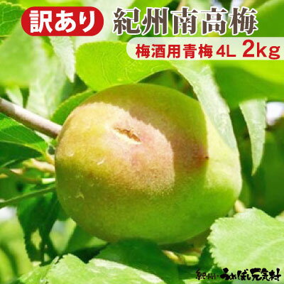 予約販売 【 訳あり キズあり 青梅 】 2kg 送料無料 紀州みなべ産 生梅 キズあり青梅 梅酒・梅ジュース用 梅の実の大きさ 特大 4L 紀州 南高梅 和歌山 南高 青梅 産地直送のサムネイル