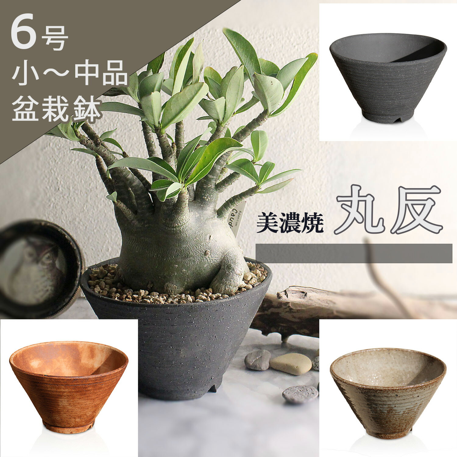 楽天市場】塊根植物 鉢の通販 楽天市場】塊根植物 鉢の通販