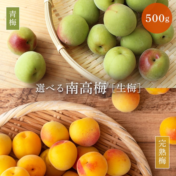 【予約販売※生梅※】梅酒作り用の梅の実 青梅 完熟梅 500g 梅ジュースにもオススメ！梅の実 梅酒 梅 南高梅 梅酒の梅 梅酒用 産地直送 和歌山 紀州梅 奈良 単品【6月中旬以降発送】【冷蔵便】のサムネイル