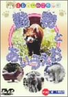 【中古】動物とあいうえお [DVD]