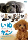 【中古】シンフォレストDVD いぬキュン 癒しのわんこシアター We Love Dog