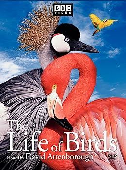 【中古】Life of Birds [DVD]【メーカー名】【メーカー型番】【ブランド名】【商品説明】Life of Birds [DVD]当店では初期不良に限り、商品到着から7日間は返品を 受付けております。お問い合わせ・メールにて不具合詳細をご連絡ください。他モールとの併売品の為、完売の際はキャンセルご連絡させて頂きます。中古品の商品タイトルに「限定」「初回」「保証」「DLコード」などの表記がありましても、特典・付属品・帯・保証等は付いておりません。電子辞書、コンパクトオーディオプレーヤー等のイヤホンは写真にありましても衛生上、基本お付けしておりません。※未使用品は除く品名に【import】【輸入】【北米】【海外】等の国内商品でないと把握できる表記商品について国内のDVDプレイヤー、ゲーム機で稼働しない場合がございます。予めご了承の上、購入ください。掲載と付属品が異なる場合は確認のご連絡をさせて頂きます。ご注文からお届けまで1、ご注文⇒ご注文は24時間受け付けております。2、注文確認⇒ご注文後、当店から注文確認メールを送信します。3、お届けまで3〜10営業日程度とお考えください。4、入金確認⇒前払い決済をご選択の場合、ご入金確認後、配送手配を致します。5、出荷⇒配送準備が整い次第、出荷致します。配送業者、追跡番号等の詳細をメール送信致します。6、到着⇒出荷後、1〜3日後に商品が到着します。　※離島、北海道、九州、沖縄は遅れる場合がございます。予めご了承下さい。お電話でのお問合せは少人数で運営の為受け付けておりませんので、お問い合わせ・メールにてお願い致します。営業時間　月〜金　11:00〜18:00★お客様都合によるご注文後のキャンセル・返品はお受けしておりませんのでご了承ください。0
