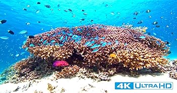 【中古】Ultra HD Blu-ray 4K Gelatin Sea (4K, HDR)【メーカー名】【メーカー型番】【ブランド名】【商品説明】Ultra HD Blu-ray 4K Gelatin Sea (4K, HDR)当店では初期不良に限り、商品到着から7日間は返品を 受付けております。お問い合わせ・メールにて不具合詳細をご連絡ください。他モールとの併売品の為、完売の際はキャンセルご連絡させて頂きます。中古品の商品タイトルに「限定」「初回」「保証」「DLコード」などの表記がありましても、特典・付属品・帯・保証等は付いておりません。電子辞書、コンパクトオーディオプレーヤー等のイヤホンは写真にありましても衛生上、基本お付けしておりません。※未使用品は除く品名に【import】【輸入】【北米】【海外】等の国内商品でないと把握できる表記商品について国内のDVDプレイヤー、ゲーム機で稼働しない場合がございます。予めご了承の上、購入ください。掲載と付属品が異なる場合は確認のご連絡をさせて頂きます。ご注文からお届けまで1、ご注文⇒ご注文は24時間受け付けております。2、注文確認⇒ご注文後、当店から注文確認メールを送信します。3、お届けまで3〜10営業日程度とお考えください。4、入金確認⇒前払い決済をご選択の場合、ご入金確認後、配送手配を致します。5、出荷⇒配送準備が整い次第、出荷致します。配送業者、追跡番号等の詳細をメール送信致します。6、到着⇒出荷後、1〜3日後に商品が到着します。　※離島、北海道、九州、沖縄は遅れる場合がございます。予めご了承下さい。お電話でのお問合せは少人数で運営の為受け付けておりませんので、お問い合わせ・メールにてお願い致します。営業時間　月〜金　11:00〜18:00★お客様都合によるご注文後のキャンセル・返品はお受けしておりませんのでご了承ください。0