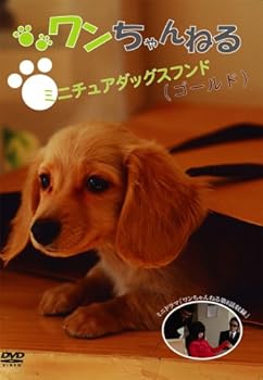 【中古】ワンちゃんねる ミニチュアダックスフンド(ゴールド) [DVD]