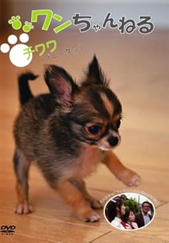 【中古】ワンちゃんねる チワワ(ブルータン) [DVD]