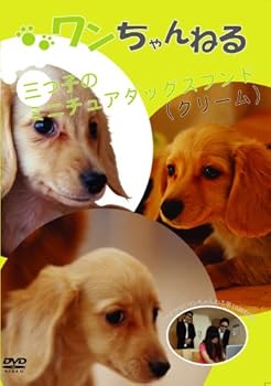 【中古】ワンちゃんねる 3ツ子のミニチュアダックスフンド(クリーム) [DVD]