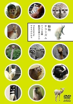 動物チラリズム -カメラ目線動物写真DVD-