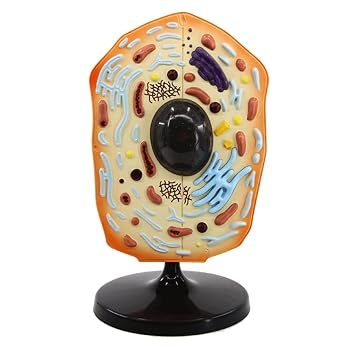 【中古】取り外し可能な教育モデル 取り外し可能な動物細胞教育モデル リアルな解剖学モデル 学生生物学教育モデル - 30x51cm / 12x20in 解剖学【メーカー名】【メーカー型番】【ブランド名】WIHHIIOTF 生物・動物・人体 【商品説明】取り外し可能な教育モデル 取り外し可能な動物細胞教育モデル リアルな解剖学モデル 学生生物学教育モデル - 30x51cm / 12x20in 解剖学細かく描かれた動物細胞の解剖モデルは、異なる色で区別されており、生徒が動物細胞の構造を正確に理解し、学習することができます。取り外し可能 - 核、小胞体、ゴルジ体は取り外し可能です。学習後、インタラクションを通して、生徒が知識ポイントを習得したかどうかを確認できます。詳細 - このモデルは 30 x 51 cm (12 x 20 インチ) の大きさしかありませんが、動物細胞内の小胞体、ゴルジ体、中心体、核、ミトコンドリア、リソソーム、分泌小胞がすべて細かく描写されています。高品質 - このモデルは樹脂と PVC 素材で作られており、素材は安心感があり、色は明るく、軽く、丈夫で、変形しません。鮮明なディテールを備えた正確なモデル。当店では初期不良に限り、商品到着から7日間は返品を 受付けております。お問い合わせ・メールにて不具合詳細をご連絡ください。他モールとの併売品の為、完売の際はキャンセルご連絡させて頂きます。中古品の商品タイトルに「限定」「初回」「保証」「DLコード」などの表記がありましても、特典・付属品・帯・保証等は付いておりません。電子辞書、コンパクトオーディオプレーヤー等のイヤホンは写真にありましても衛生上、基本お付けしておりません。※未使用品は除く品名に【import】【輸入】【北米】【海外】等の国内商品でないと把握できる表記商品について国内のDVDプレイヤー、ゲーム機で稼働しない場合がございます。予めご了承の上、購入ください。掲載と付属品が異なる場合は確認のご連絡をさせて頂きます。ご注文からお届けまで1、ご注文⇒ご注文は24時間受け付けております。2、注文確認⇒ご注文後、当店から注文確認メールを送信します。3、お届けまで3〜10営業日程度とお考えください。4、入金確認⇒前払い決済をご選択の場合、ご入金確認後、配送手配を致します。5、出荷⇒配送準備が整い次第、出荷致します。配送業者、追跡番号等の詳細をメール送信致します。6、到着⇒出荷後、1〜3日後に商品が到着します。　※離島、北海道、九州、沖縄は遅れる場合がございます。予めご了承下さい。お電話でのお問合せは少人数で運営の為受け付けておりませんので、お問い合わせ・メールにてお願い致します。営業時間　月〜金　11:00〜18:00★お客様都合によるご注文後のキャンセル・返品はお受けしておりませんのでご了承ください。0
