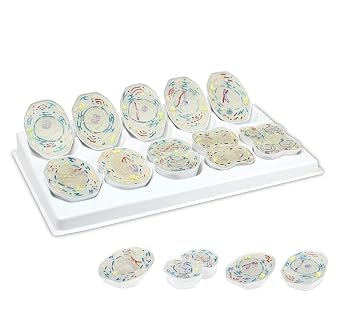 【中古】10,000X 動物減数分裂 3D モデル 10 段階減数分裂デモンストレーション生物学教室細胞分裂三次元開放細胞小器官ピーススタンド付き【メーカー名】【メーカー型番】【ブランド名】ノーブランド品 生物・動物・人体 【商品説明】10,000X 動物減数分裂 3D モデル 10 段階減数分裂デモンストレーション生物学教室細胞分裂三次元開放細胞小器官ピーススタンド付き10期の細胞分裂過程を研究するための三次元減数分裂モデルシリーズ実物大デモンストレーションのために 10,000 倍に拡大した典型的な哺乳類細胞の研究教育を容易にするための詳細なオープンセル小器官正確な教育識別のために顕微鏡および生物学の標準に従って色付けされています。ピースにはポリエチレン製のスタンドが付いており、簡単に取り付けて展示できます。当店では初期不良に限り、商品到着から7日間は返品を 受付けております。お問い合わせ・メールにて不具合詳細をご連絡ください。他モールとの併売品の為、完売の際はキャンセルご連絡させて頂きます。中古品の商品タイトルに「限定」「初回」「保証」「DLコード」などの表記がありましても、特典・付属品・帯・保証等は付いておりません。電子辞書、コンパクトオーディオプレーヤー等のイヤホンは写真にありましても衛生上、基本お付けしておりません。※未使用品は除く品名に【import】【輸入】【北米】【海外】等の国内商品でないと把握できる表記商品について国内のDVDプレイヤー、ゲーム機で稼働しない場合がございます。予めご了承の上、購入ください。掲載と付属品が異なる場合は確認のご連絡をさせて頂きます。ご注文からお届けまで1、ご注文⇒ご注文は24時間受け付けております。2、注文確認⇒ご注文後、当店から注文確認メールを送信します。3、お届けまで3〜10営業日程度とお考えください。4、入金確認⇒前払い決済をご選択の場合、ご入金確認後、配送手配を致します。5、出荷⇒配送準備が整い次第、出荷致します。配送業者、追跡番号等の詳細をメール送信致します。6、到着⇒出荷後、1〜3日後に商品が到着します。　※離島、北海道、九州、沖縄は遅れる場合がございます。予めご了承下さい。お電話でのお問合せは少人数で運営の為受け付けておりませんので、お問い合わせ・メールにてお願い致します。営業時間　月〜金　11:00〜18:00★お客様都合によるご注文後のキャンセル・返品はお受けしておりませんのでご了承ください。0
