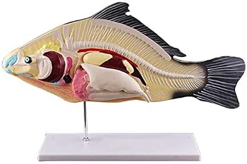 【中古】魚の解剖研究所モデル取り外し可能な内臓動物モデル有機体水産養殖生物学大学デモンストレーション用【メーカー名】【メーカー型番】【ブランド名】ノーブランド品 生物・動物・人体 【商品説明】魚の解剖研究所モデル取り外し可能な内臓動物モデル有機体水産養殖生物学大学デモンストレーション用縦方向の切断デザイン: 魚の解剖学的構造のいくつかの象徴的な解剖学的構造を完全に表示し、詳細なシステムで魚の重要な内臓を表示します。魚は、水産養殖の教育において希少な商品です。ハイシミュレーション：モデルの各ボディのリアルな画像、クリアで自然な喉の質感。取り外し可能 3つの内臓は取り外し可能で、ボルトがしっかりしているので簡単に取り外しできます。素材：PVC素材を厳密に選択し、軽さ、強度、落下耐性の利点を備えています。ベース：ベースは安定して安定しており、テンプレートは学習と観察を容易にするためにベース上に配置されます。当店では初期不良に限り、商品到着から7日間は返品を 受付けております。お問い合わせ・メールにて不具合詳細をご連絡ください。他モールとの併売品の為、完売の際はキャンセルご連絡させて頂きます。中古品の商品タイトルに「限定」「初回」「保証」「DLコード」などの表記がありましても、特典・付属品・帯・保証等は付いておりません。電子辞書、コンパクトオーディオプレーヤー等のイヤホンは写真にありましても衛生上、基本お付けしておりません。※未使用品は除く品名に【import】【輸入】【北米】【海外】等の国内商品でないと把握できる表記商品について国内のDVDプレイヤー、ゲーム機で稼働しない場合がございます。予めご了承の上、購入ください。掲載と付属品が異なる場合は確認のご連絡をさせて頂きます。ご注文からお届けまで1、ご注文⇒ご注文は24時間受け付けております。2、注文確認⇒ご注文後、当店から注文確認メールを送信します。3、お届けまで3〜10営業日程度とお考えください。4、入金確認⇒前払い決済をご選択の場合、ご入金確認後、配送手配を致します。5、出荷⇒配送準備が整い次第、出荷致します。配送業者、追跡番号等の詳細をメール送信致します。6、到着⇒出荷後、1〜3日後に商品が到着します。　※離島、北海道、九州、沖縄は遅れる場合がございます。予めご了承下さい。お電話でのお問合せは少人数で運営の為受け付けておりませんので、お問い合わせ・メールにてお願い致します。営業時間　月〜金　11:00〜18:00★お客様都合によるご注文後のキャンセル・返品はお受けしておりませんのでご了承ください。0