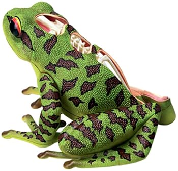 【中古】ボディモデル教育人形カエルの解剖学モデル動物の解剖学モデル取り外し可能な 31 部品の器官と体の部品教育モデル彫像装飾【メーカー名】【メーカー型番】【ブランド名】ノーブランド品 生物・動物・人体 【商品説明】ボディモデル教育人形カエルの解剖学モデル動物の解剖学モデル取り外し可能な 31 部品の器官と体の部品教育モデル彫像装飾用途：解剖学、看護学、生理学に興味のある方に最適です。人体のさまざまな器官とその相対的な位置を理解します。子供の教育に非常に適しており、子供への完璧な贈り物です。取り外し可能なデザイン: 31 個の取り外し可能なパーツとディスプレイ スタンドが含まれており、学習と教育にさらに役立ちます。生徒を指導するための教育ツールとして使用でき、理解しやすく、教える楽しみが増えます。学校、病院、身体的健康教育に適用でき、視覚補助に関するサメの知識の教育として使用できます。教育や医師への良い贈り物、学生/教師/専門家向けの優れた教育ツールです。援助モデル：これは畜産教育デモンストレーション用の珍しい教材であり、ペットクリニックの価値観の推奨表示モデルでもあり、学生が関連する実践的なトレーニングを実行するための珍しいツールです。品質に問題がある場合は、お気軽にお問い合わせください。満足のいく返答ができるよう最善を尽くします。当店では初期不良に限り、商品到着から7日間は返品を 受付けております。お問い合わせ・メールにて不具合詳細をご連絡ください。他モールとの併売品の為、完売の際はキャンセルご連絡させて頂きます。中古品の商品タイトルに「限定」「初回」「保証」「DLコード」などの表記がありましても、特典・付属品・帯・保証等は付いておりません。電子辞書、コンパクトオーディオプレーヤー等のイヤホンは写真にありましても衛生上、基本お付けしておりません。※未使用品は除く品名に【import】【輸入】【北米】【海外】等の国内商品でないと把握できる表記商品について国内のDVDプレイヤー、ゲーム機で稼働しない場合がございます。予めご了承の上、購入ください。掲載と付属品が異なる場合は確認のご連絡をさせて頂きます。ご注文からお届けまで1、ご注文⇒ご注文は24時間受け付けております。2、注文確認⇒ご注文後、当店から注文確認メールを送信します。3、お届けまで3〜10営業日程度とお考えください。4、入金確認⇒前払い決済をご選択の場合、ご入金確認後、配送手配を致します。5、出荷⇒配送準備が整い次第、出荷致します。配送業者、追跡番号等の詳細をメール送信致します。6、到着⇒出荷後、1〜3日後に商品が到着します。　※離島、北海道、九州、沖縄は遅れる場合がございます。予めご了承下さい。お電話でのお問合せは少人数で運営の為受け付けておりませんので、お問い合わせ・メールにてお願い致します。営業時間　月〜金　11:00〜18:00★お客様都合によるご注文後のキャンセル・返品はお受けしておりませんのでご了承ください。0