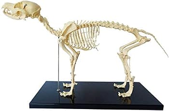 【中古】犬の骨格、解剖学的動物モデル 犬の骨格の解剖学 - 獣医学教育のための人間生物学のレッスン。【メーカー名】【メーカー型番】【ブランド名】ノーブランド品 生物・動物・人体 【商品説明】犬の骨格、解剖学的動物モデル 犬の骨格の解剖学 - 獣医学教育のための人間生物学のレッスン。? 教育モデル - このモデルは犬の骨の解剖学的特徴を示しており、解剖学的構造は標準的です。したがって、モデルを使用して生徒に関連する知識を明確に説明し、生徒がすぐに理解して習得できるようにすることができます。? 犬の骨格モデルは、あごを動かしたり、頭と尾を取り外したりすることができ、明確な形状と豊富なディテールを備えています。それはあなたの研究を助ける珍しいものです。サイズ：64cm×10cm×30cm。? PVC素材は学生が壊す心配がないため、研究室の消耗品を補う重要な素材です。エージェントの教育、学習用ディスプレイ、収集品に最適です。? 犬の骨モデルは、動物生物学のレッスンの教材として非常に適しており、プレゼンテーションとコレクションの学習に非常に適しています。生徒や先生へのプレゼントに最適です。? 素材が安定しており、壊れにくい高品質の環境に優しいPVC製の手作り。研究室の付属品を補完するのに最適です。当店では初期不良に限り、商品到着から7日間は返品を 受付けております。お問い合わせ・メールにて不具合詳細をご連絡ください。他モールとの併売品の為、完売の際はキャンセルご連絡させて頂きます。中古品の商品タイトルに「限定」「初回」「保証」「DLコード」などの表記がありましても、特典・付属品・帯・保証等は付いておりません。電子辞書、コンパクトオーディオプレーヤー等のイヤホンは写真にありましても衛生上、基本お付けしておりません。※未使用品は除く品名に【import】【輸入】【北米】【海外】等の国内商品でないと把握できる表記商品について国内のDVDプレイヤー、ゲーム機で稼働しない場合がございます。予めご了承の上、購入ください。掲載と付属品が異なる場合は確認のご連絡をさせて頂きます。ご注文からお届けまで1、ご注文⇒ご注文は24時間受け付けております。2、注文確認⇒ご注文後、当店から注文確認メールを送信します。3、お届けまで3〜10営業日程度とお考えください。4、入金確認⇒前払い決済をご選択の場合、ご入金確認後、配送手配を致します。5、出荷⇒配送準備が整い次第、出荷致します。配送業者、追跡番号等の詳細をメール送信致します。6、到着⇒出荷後、1〜3日後に商品が到着します。　※離島、北海道、九州、沖縄は遅れる場合がございます。予めご了承下さい。お電話でのお問合せは少人数で運営の為受け付けておりませんので、お問い合わせ・メールにてお願い致します。営業時間　月〜金　11:00〜18:00★お客様都合によるご注文後のキャンセル・返品はお受けしておりませんのでご了承ください。0