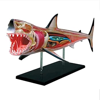 【中古】サメの解剖学モデル、20の取り外し可能な体の生物学的シミュレーションコラージュ動物の解剖学教育モデル
