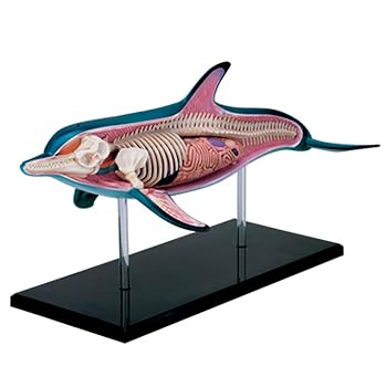 【中古】4Dイルカ解剖モデル、動物教育デモンストレーション用臓器解剖学、取り外し可能な18パーツ、動物教育デモンストレーション科学研究解剖学教育モ