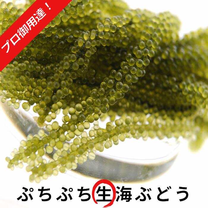 生 海ぶどう 500gタレ付 送料無料 新