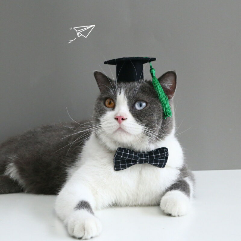 【送料無料】帽子 猫首輪 蝶ネクタイ 博士帽 ...の紹介画像2