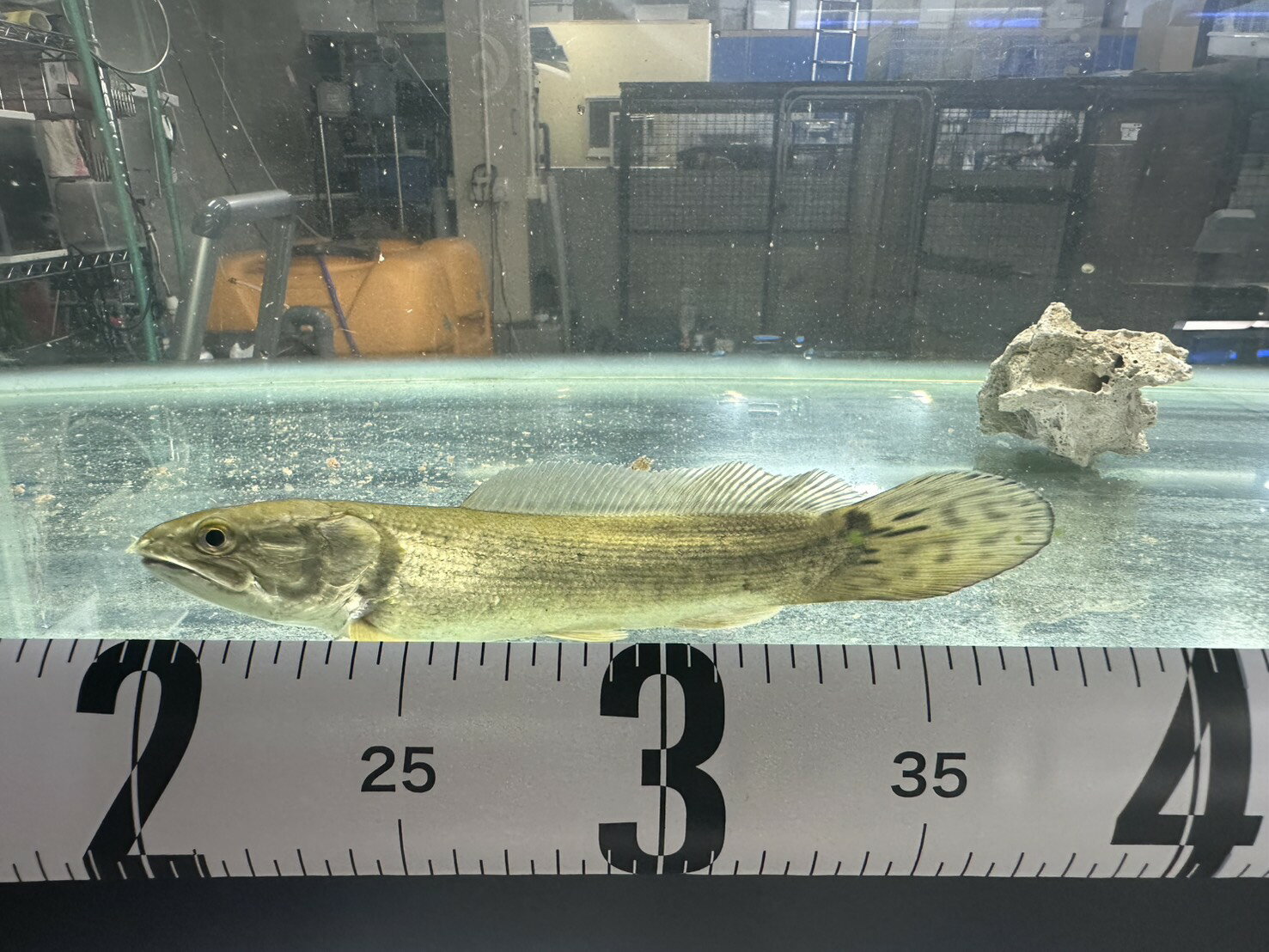 観賞魚　大型魚