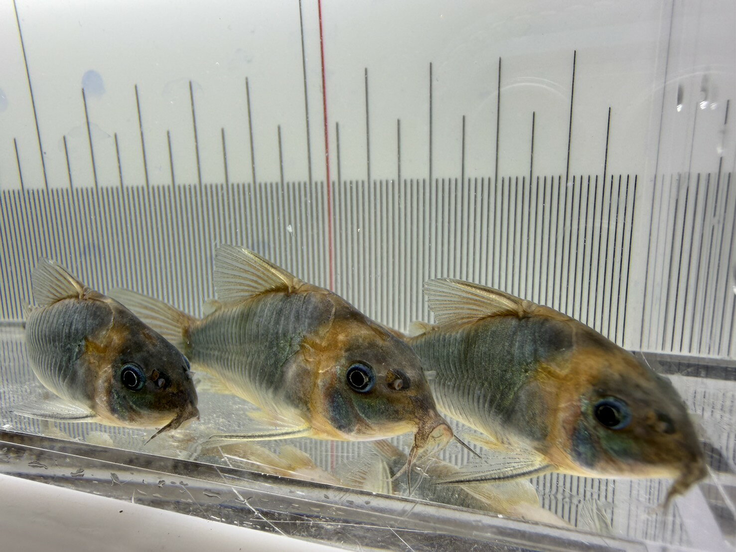 【美個体】コリドラス スーパーエクエス 約5cm±｜オレンジ発色が美しい人気種・選抜個体・コリドラス ...