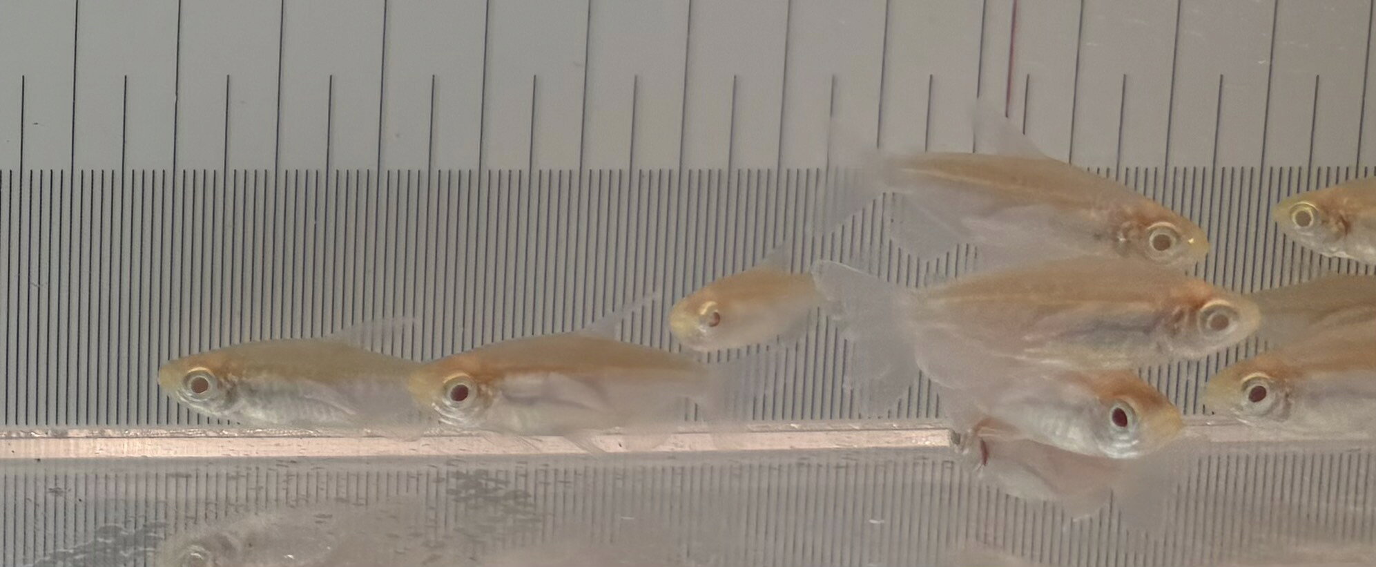 Saltwater Fishes - 【5匹セット】アルビノコンゴテトラ｜美しい群泳が魅力・淡水熱帯魚・初心者にもおすすめ・観賞魚検索対策ワード：アルビノコンゴテトラ / コンゴテトラ / 熱帯魚 / 淡水魚 / 群泳 / セット / 観賞魚