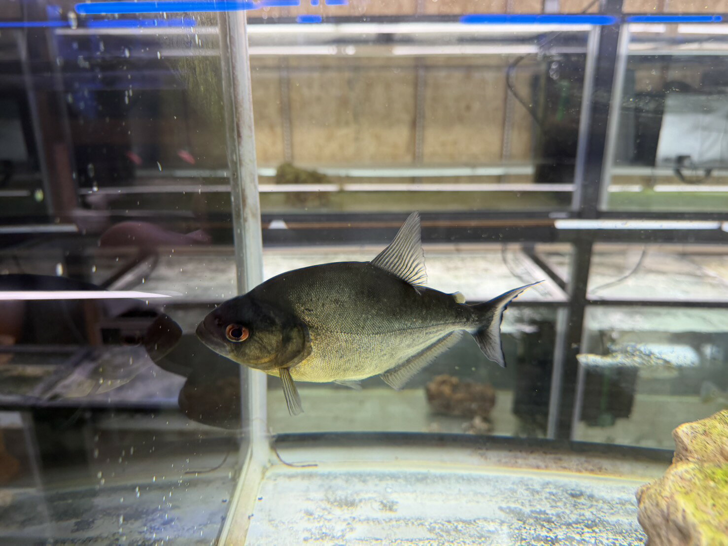 楽天市場】ピラニア ナッテリー（熱帯魚・アクアリウム｜ペット