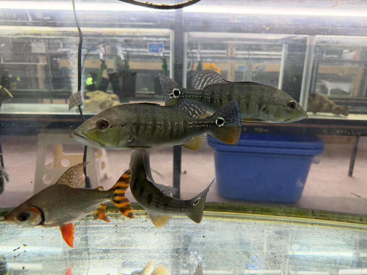 キクラ3匹セット　お買い得　熱帯魚 2026年最新】Yahoo!オークション -キクラ(熱帯魚)の中古品・新品・未
