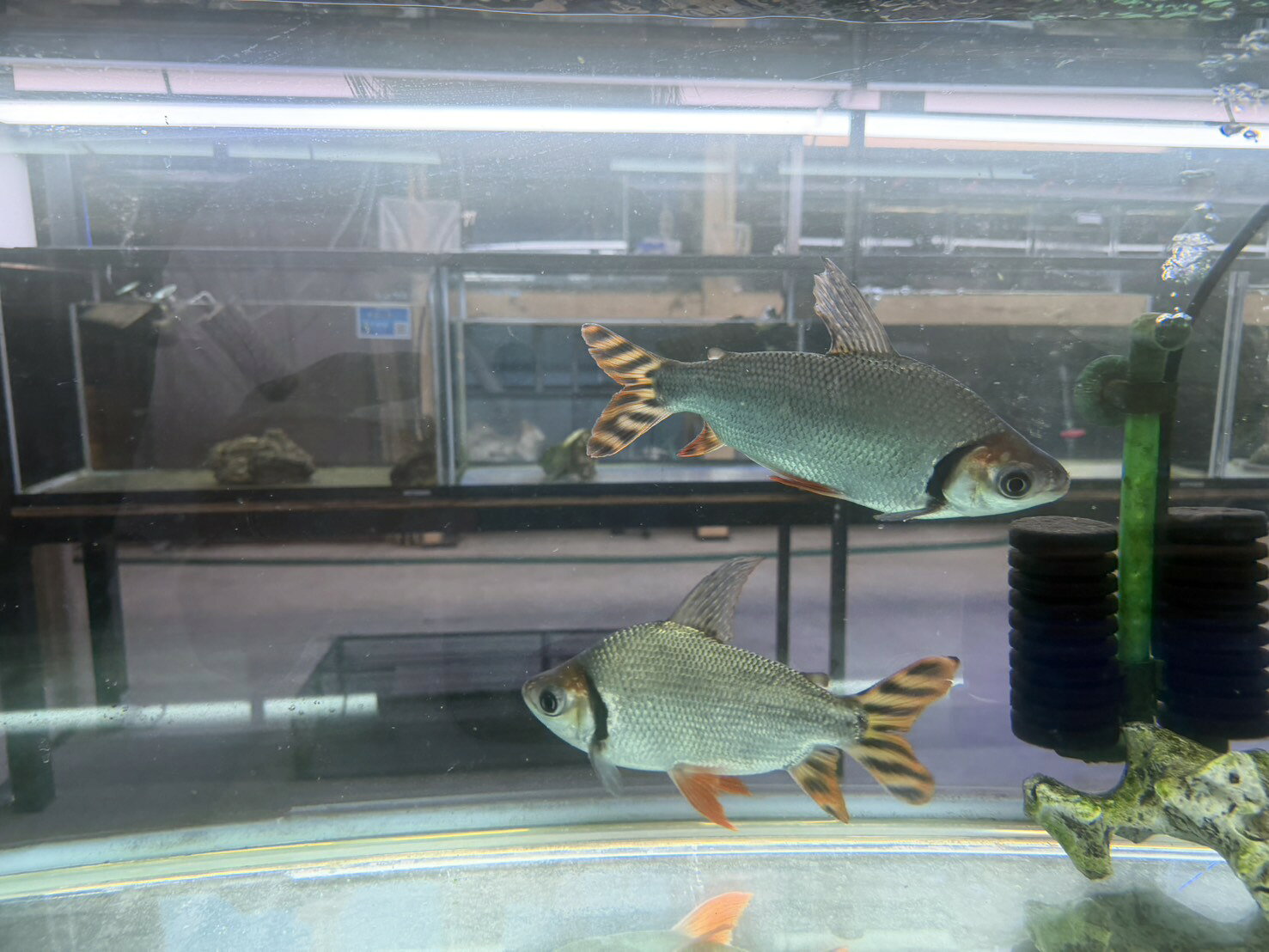 海無し県の小さな繁殖場の【大型個体】カラープロキロダス（カラプロ）20cmオーバー｜コケ取り・南米大型魚・群泳美・迫力サイズ・人気種検索対策ワード：カラープロキロダス / カラプロ / コケ取り / 大型魚 / 南米魚 / 熱帯魚 / 観賞魚｜アングル3