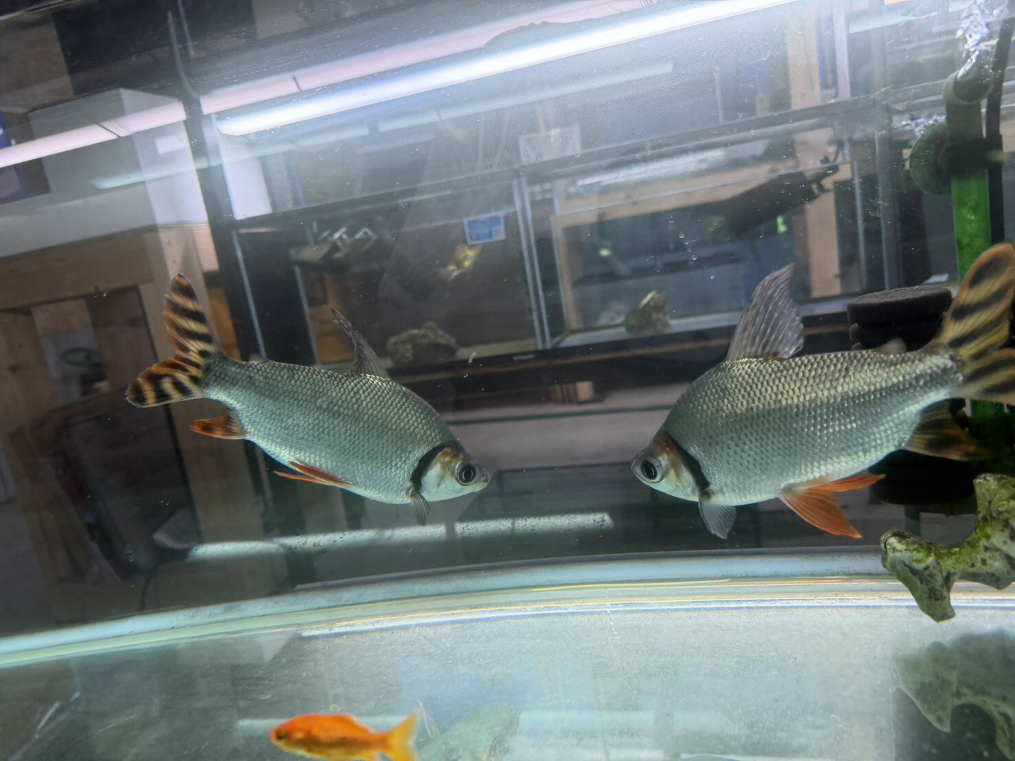 楽天市場】カラー プロ キロ ダス（熱帯魚・アクアリウム｜ペット