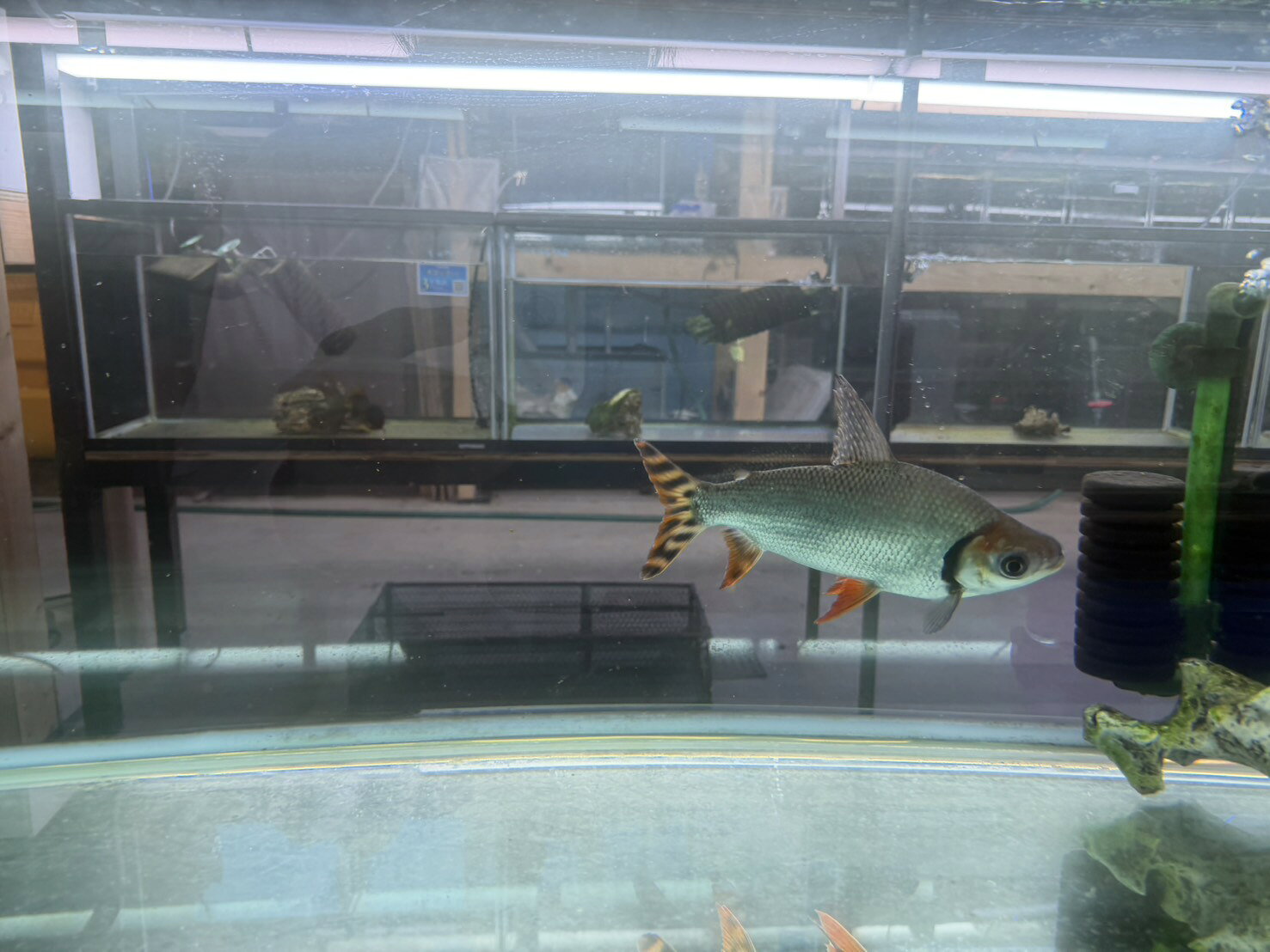 海無し県の小さな繁殖場の【大型個体】カラープロキロダス（カラプロ）20cmオーバー｜コケ取り・南米大型魚・群泳美・迫力サイズ・人気種検索対策ワード：カラープロキロダス / カラプロ / コケ取り / 大型魚 / 南米魚 / 熱帯魚 / 観賞魚｜アングル2
