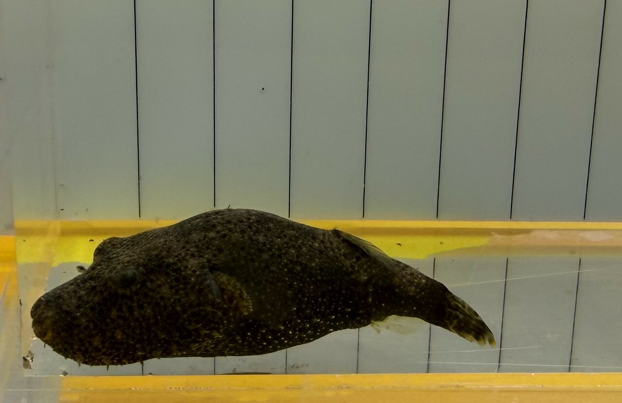 【希少種】テトラオドン バイレイ 約5cm±｜個性派淡水フグ 珍魚 マニア向け 観賞魚検索対策ワード：テトラオドンバイレイ / バイレイ / フグ / 淡水フグ / 珍魚 / 熱帯魚
