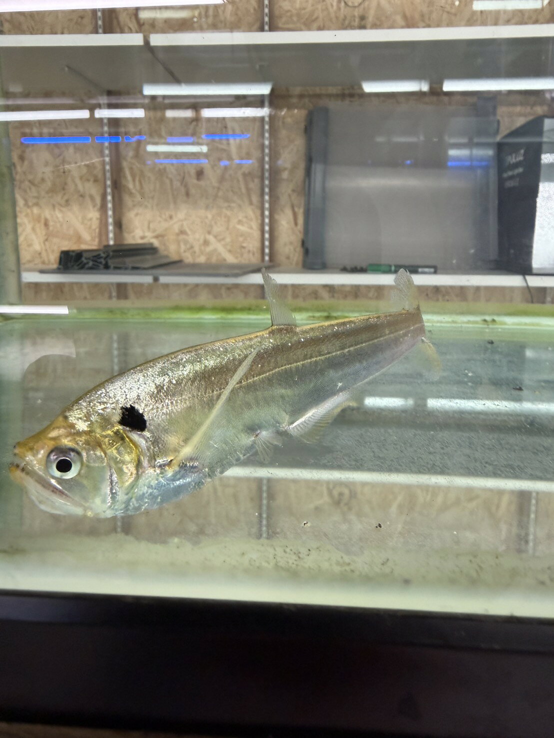 Rakuten - 【怪魚】ダルマカショーロ 約12cm±｜鋭い牙が魅力の南米肉食魚・珍魚・マニア必見・大型魚