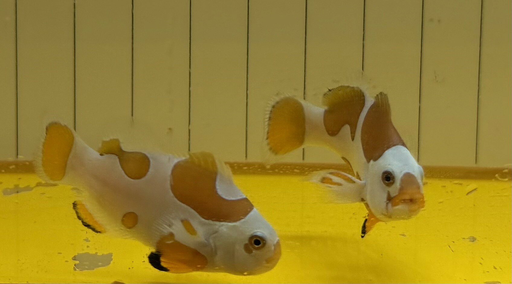 Rakuten - 【仲良しペア】オレンジストームオセラリス ブリード 4cm±｜極美カラー・デザイナーズクラウン・クマノミ・海水魚・ペア販売検索対策ワード：オレンジストームオセラリス / オセラリス / クマノミ / ストーム / ペア / ブリード / 海水魚 / デザイナーズクラウン