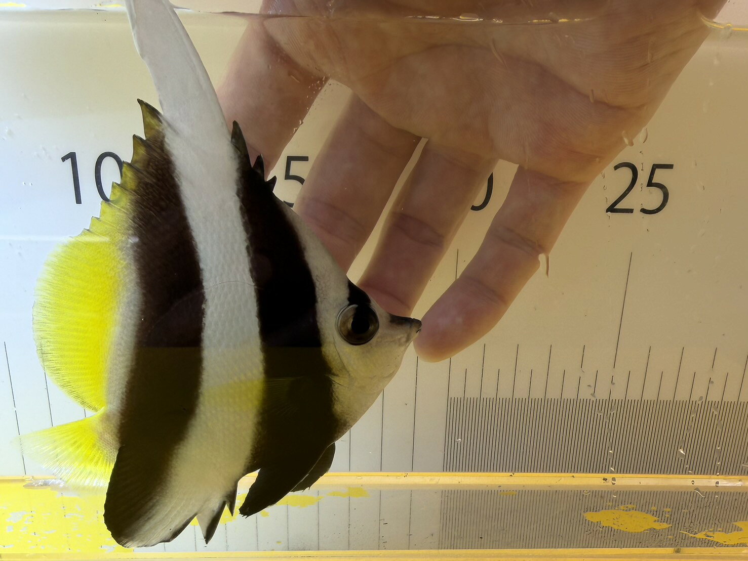 Rakuten - 【バリ・インドネシア産】ハタタテダイ 10cm±｜優雅な背ビレが魅力・人気海水魚・観賞魚・美個体検索対策ワード：ハタタテダイ / バリ / インドネシア / 海水魚 / 観賞魚 / チョウチョウウオ / 美個体