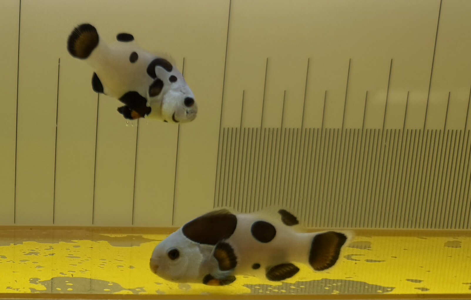 【仲良しペア】プラチナストームオセラリス ブリード3～4cm±｜極美ホワイト・デザイナーズクラウン・クマノミ・海水魚・ペア販売検索対策ワード：プラチナストームオセラリス / オセラリス / クマノミ / ストーム / プラチナ / ペア / ブリード / 海水魚